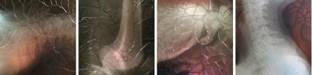 X-Ray Series Collection 7 Untitled 10, 19, 15, 14  each 16x16
