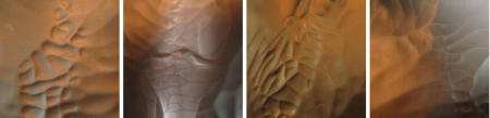 X-Ray Series Collection 11 Untitled 49, 48, 33, 35  each 18x18