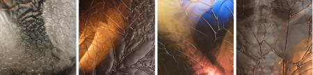 X-Ray Series Collection 6 Untitled 38, 17, 12, 25  each16x16