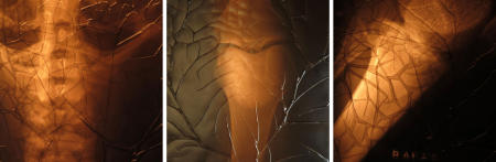 X-Ray Series Collection 8 Untitled 41, 42, 16  each 16x16