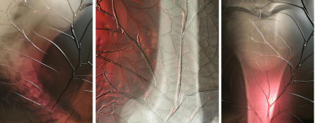 X-Ray Series Collection 9 Untitled 6, 4, 5  each 24x18