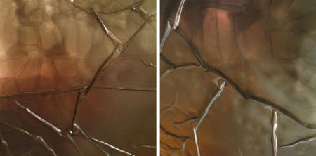X-Ray Series Collection 10 Untitled 22, 23  each18x18